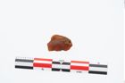 Foto von Bernsteinfragment (NHMW-PRAE-023665)